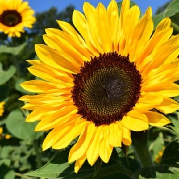 🌻🌻POSH AMBASSADOR🌻🌻 - Picture 1 of 1